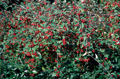 Cotoneaster harrovianus